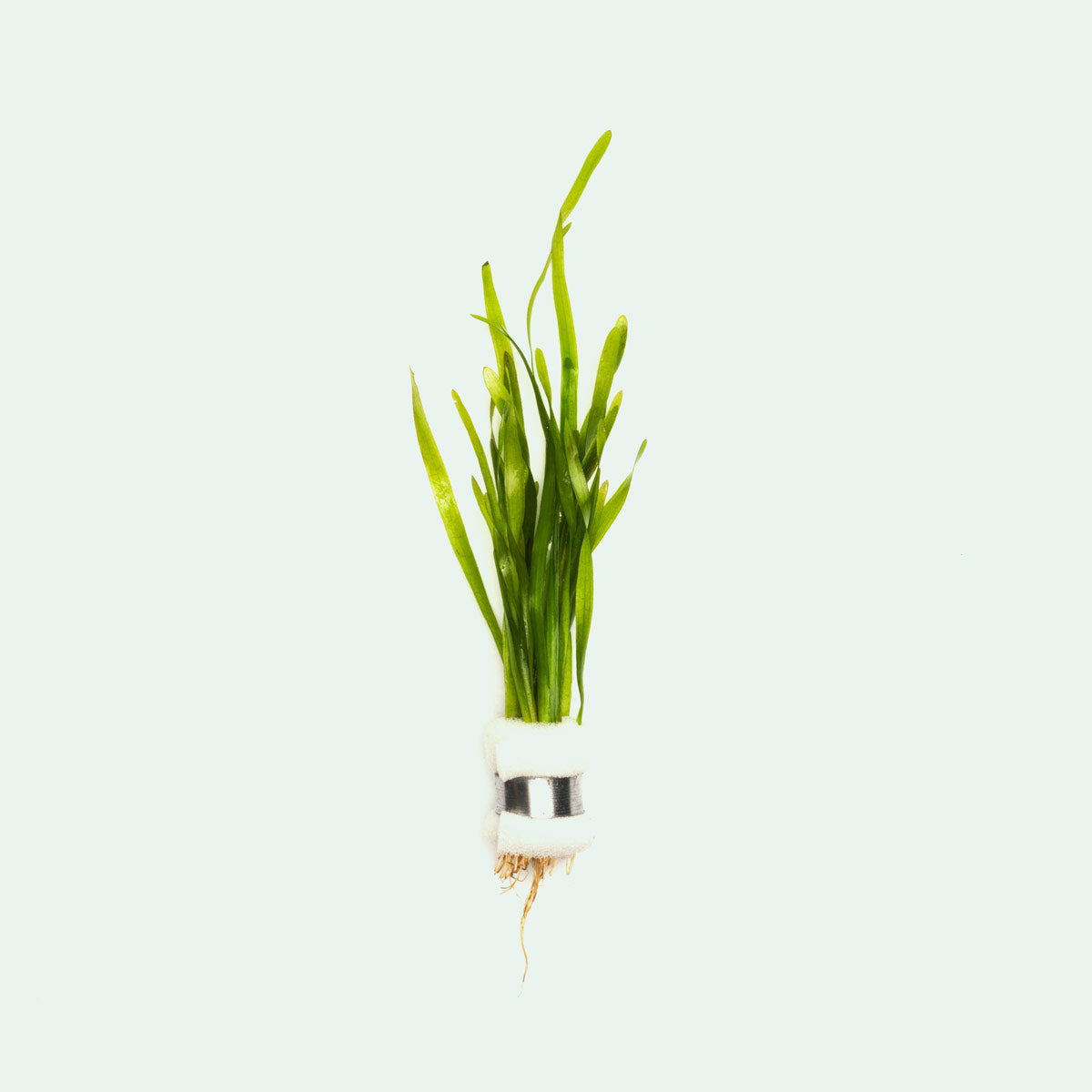 Vallisneria Torta Aquatic Plant for Aquarium - Live Freshwater Plants for Fish Tank Decoration - Perfect for Aquascaping and Natural Habitat Setup