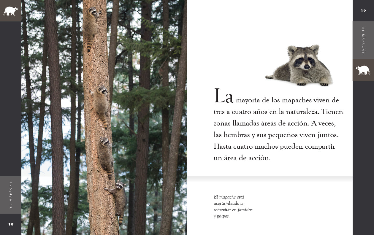 El Mapache Book 9781640266964 - Wildlife Nature Reading for Kids & Adults - Perfect for Education & Home Library
