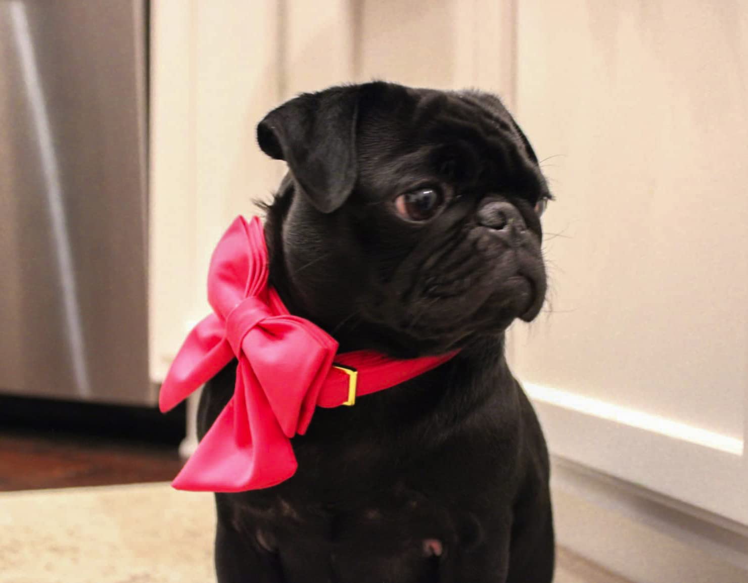 Premium Maca Bates Dog Collar with Adjustable Rose Red Bow Tie - Breakaway Safety Design for Small, Medium, Large & XL Dogs | Perfect Birthday Gift for Puppies, Female & Male Pets | Great for Special Occasions, Photo Shoots & Daily Walks