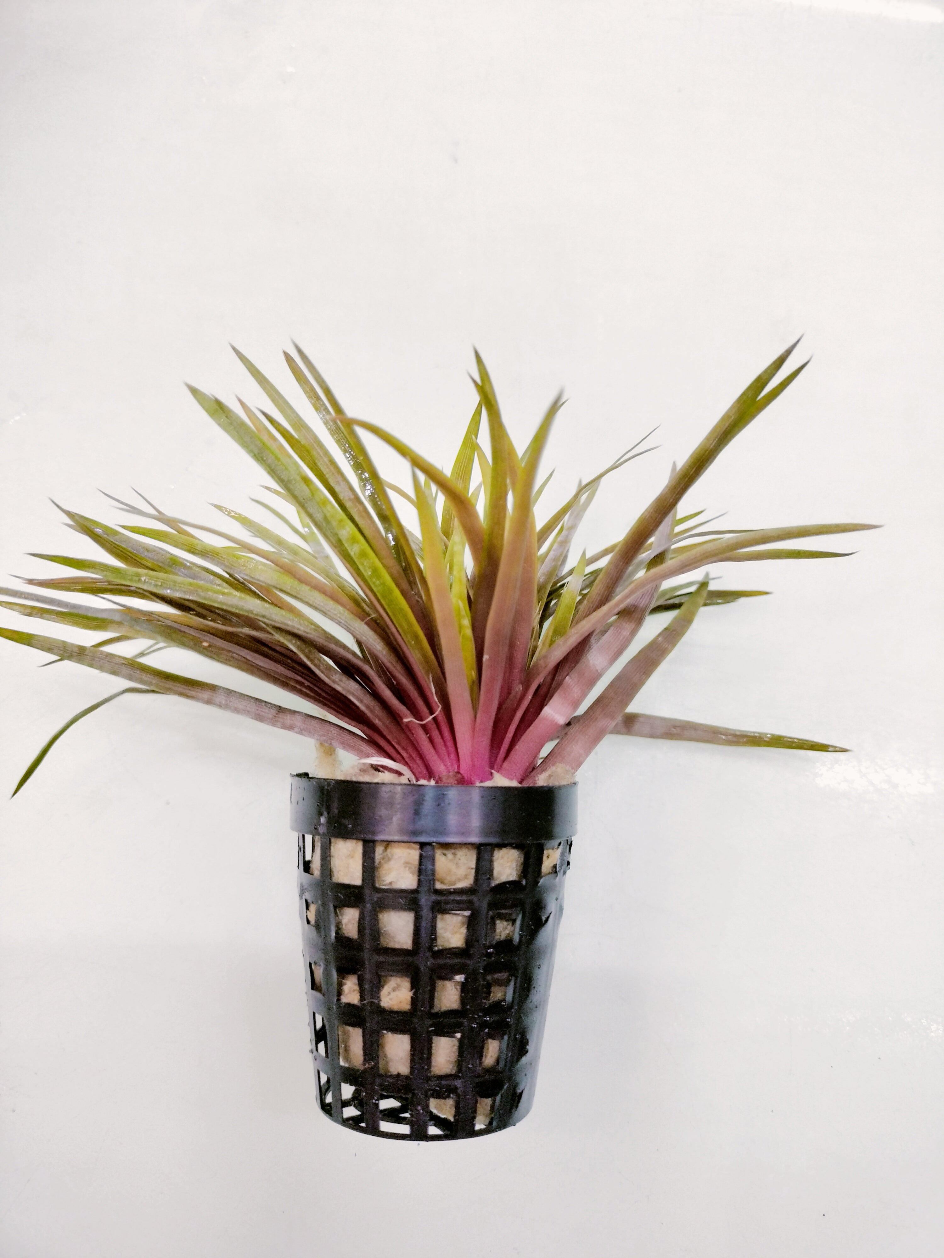 TCulture Eriocaulon Red Aquatic Plant (Pot) - Perfect for Aquascaping, Fish Tanks & Freshwater Aquariums