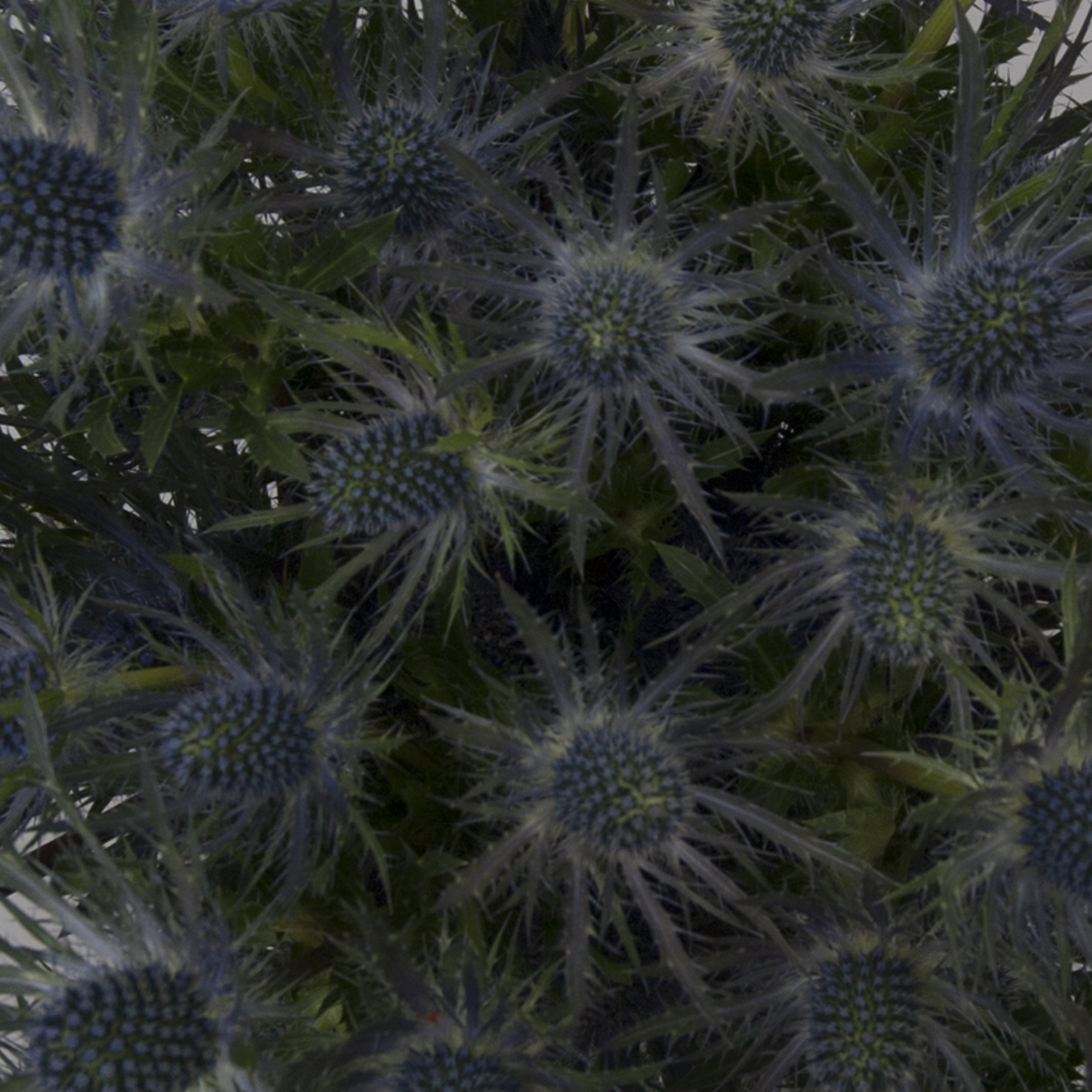 90 Farm Fresh Blue Lagoon Eryngium Flowers - Premium Cut Blooms for Bouquets, Wedding Decor & Home Floral Arrangements