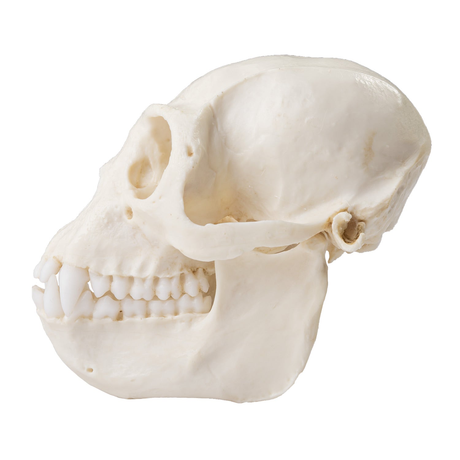 Replica Colobus Monkey Skull - Lifelike Primate Skull Model for Science Education, Home Decor & Halloween Props | Perfect for Biology Classrooms, Gothic Collections & Spooky Party Decorations