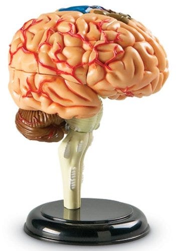 Human Brain Anatomy Model - Detailed 3D Educational Tool for Medical Students & Science Enthusiasts | Perfect for Classroom, Lab & Home Study