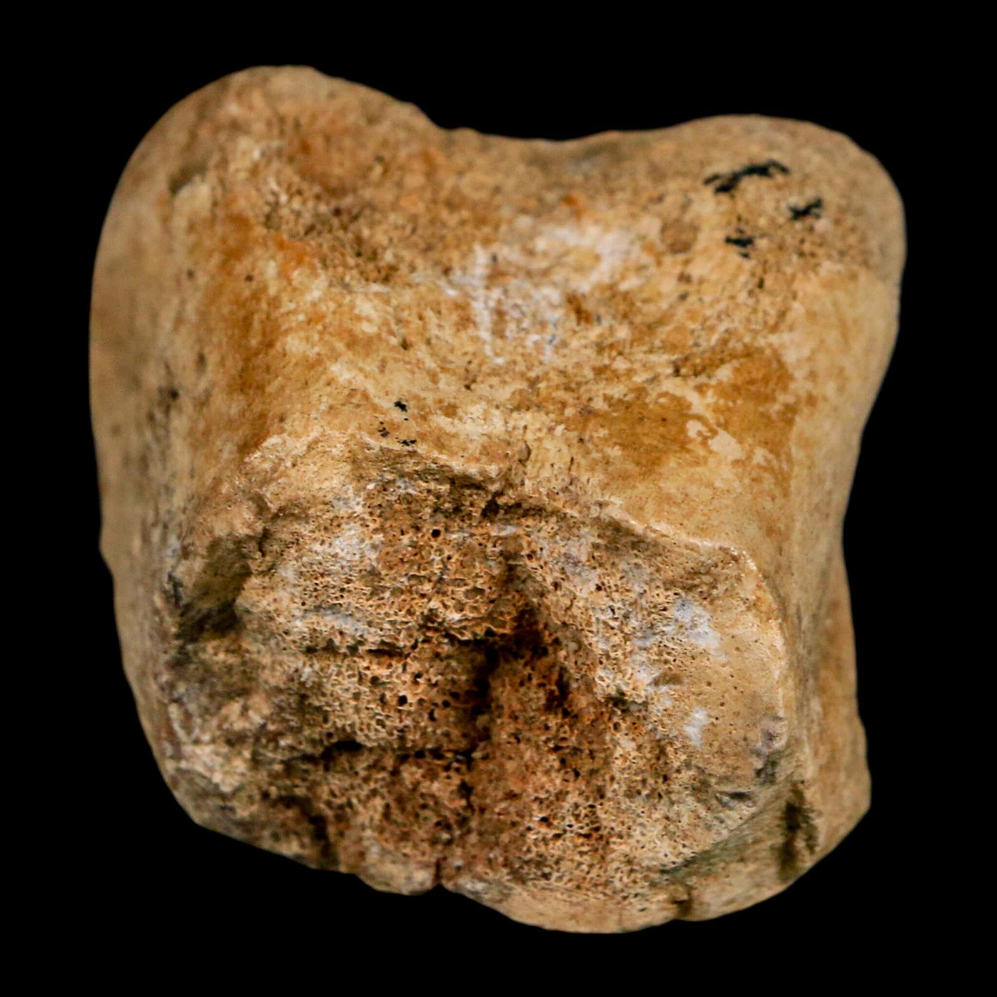2 Authentic Hadrosaurus Fossil Femur Bone - Aguja Formation Texas, Dinosaur Fossil from Cretaceous Period with COA & Display Stand | Perfect for Paleontology Collectors, Museum Displays & Educational Use