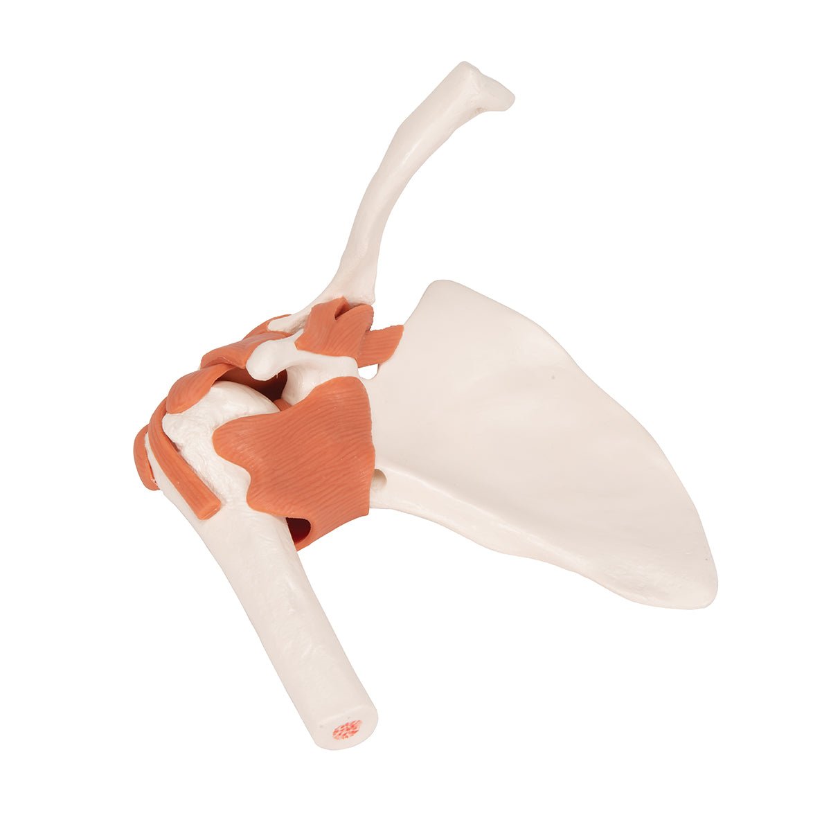 Functional Shoulder Joint Model - Anatomical Shoulder Joint Demonstration for Medical Students & Physical Therapy Training | Perfect for Classroom, Clinic & Home Study