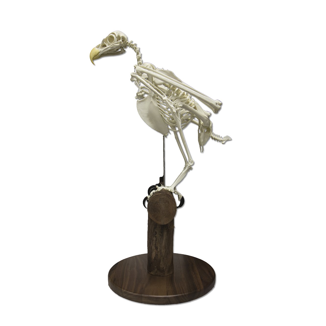 Authentic Replica Bald Eagle Skeleton Model - Lifelike Taxidermy Display for Educational, Home Decor & Halloween Props