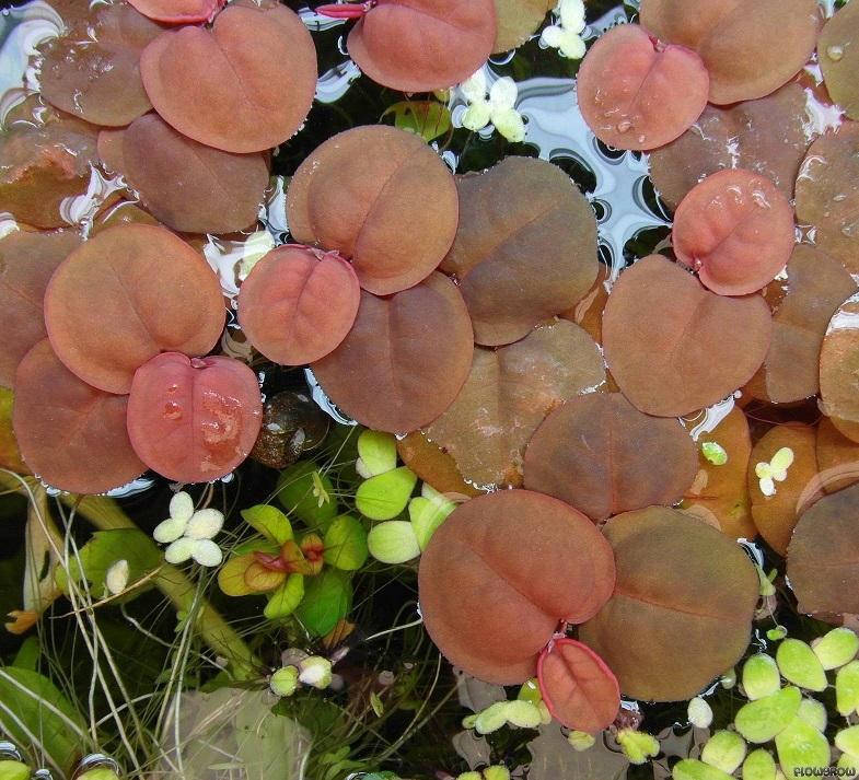 TCulture Phyllanthus fluitans Floating Plant for Aquarium - Perfect for Freshwater Fish Tanks, Ponds & Aquatic Gardens