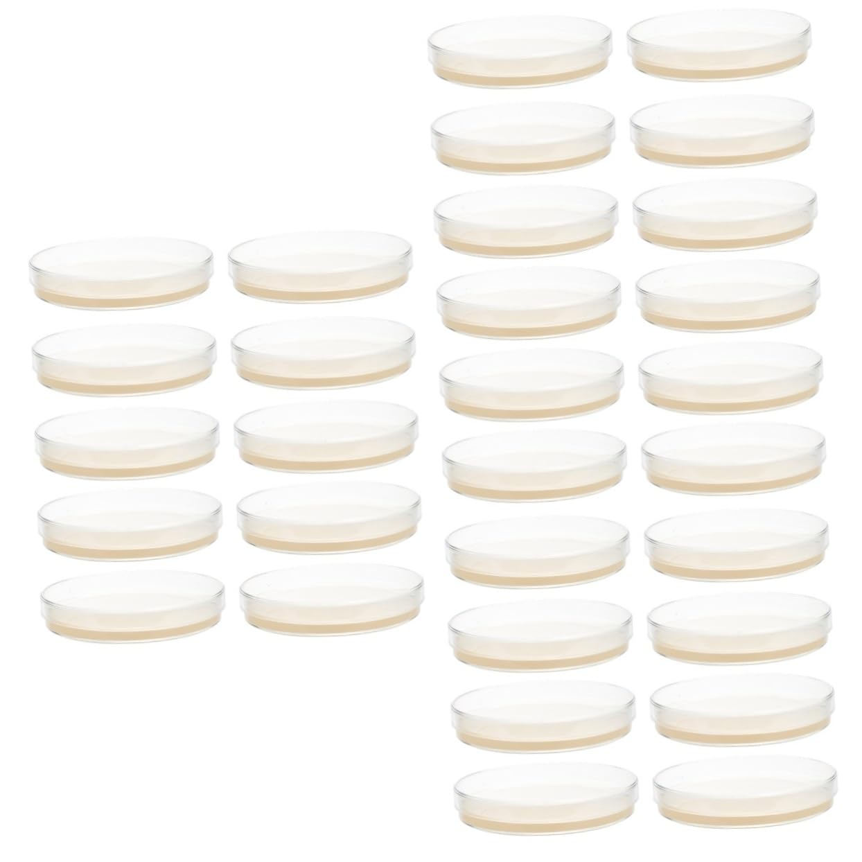 30 Pcs Nutrient Agar Petri Dishes for Mushroom Tissue Culture | Lab-Grade Agar Plates for Microbiology Experiments | Perfect for Classroom Labs, Home Science Kits & Kids STEM Projects