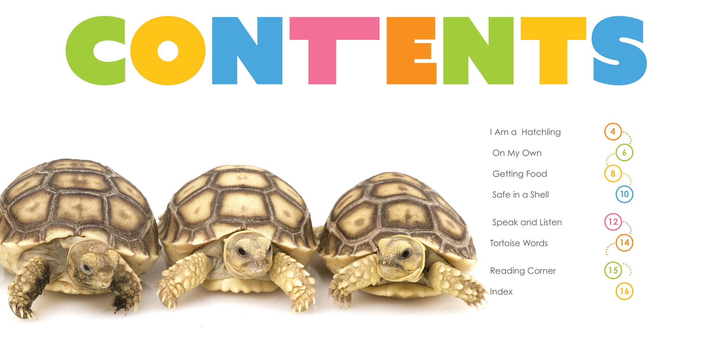 Baby Tortoises for Sale - Healthy & Adorable Hatchlings for Pet Lovers | Perfect for Kids' First Pets & Educational Reptile Habitats