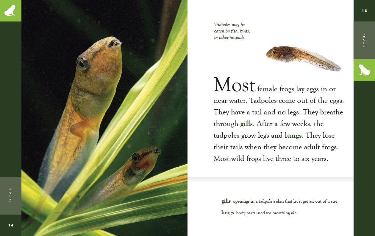 Frogs Book 9781640265646 - Educational Wildlife Guide for Kids & Nature Enthusiasts - Perfect for Classroom Learning & Home Library