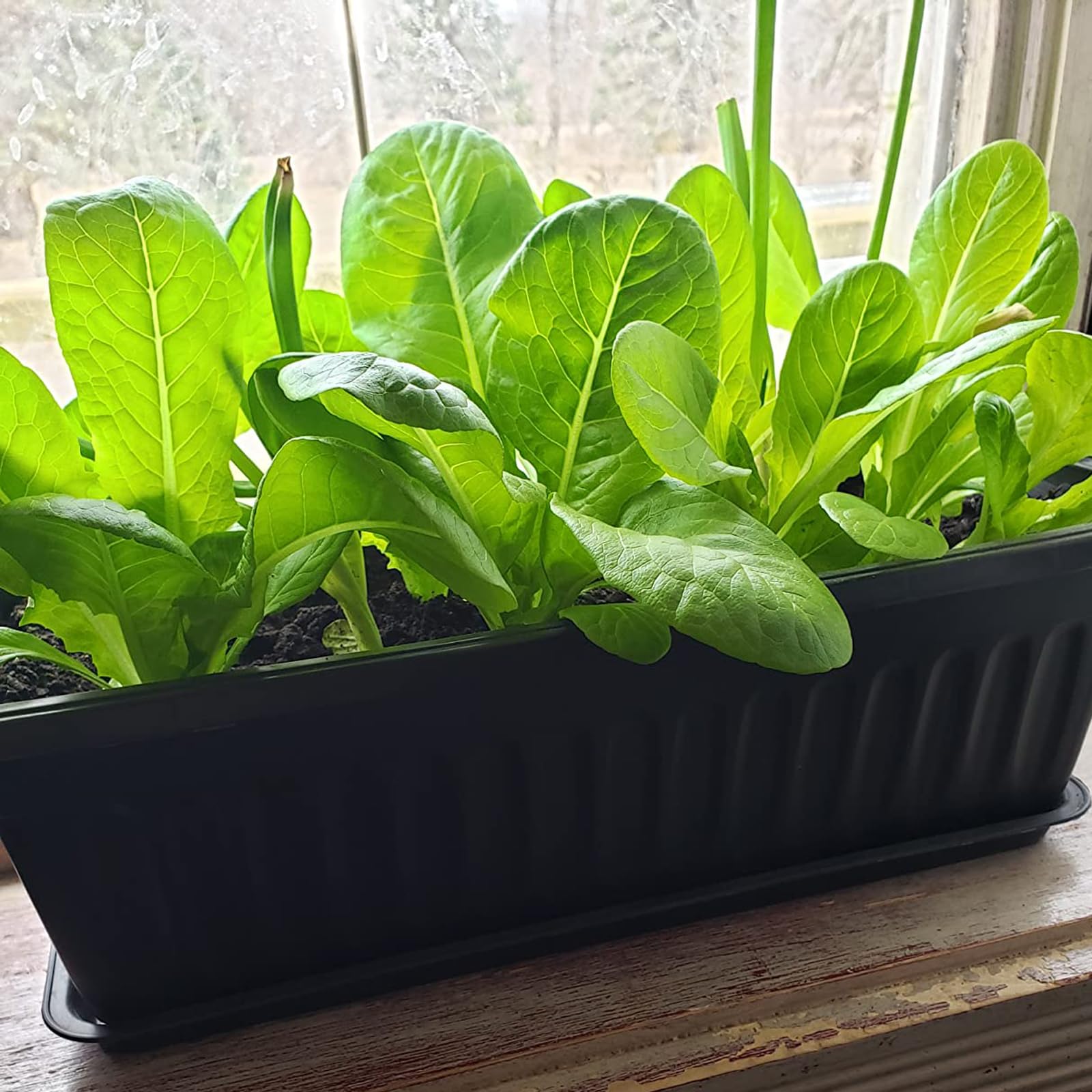 6 Pack 17 Inch Plastic Flower Window Box with Drainage Tray - Black Garden Planter for Vegetables, Herbs & Flowers - Ideal for Windowsill, Patio, Balcony & Porch Decor - Includes 30 Free Plant Labels (Outdoor/Indoor Use)
