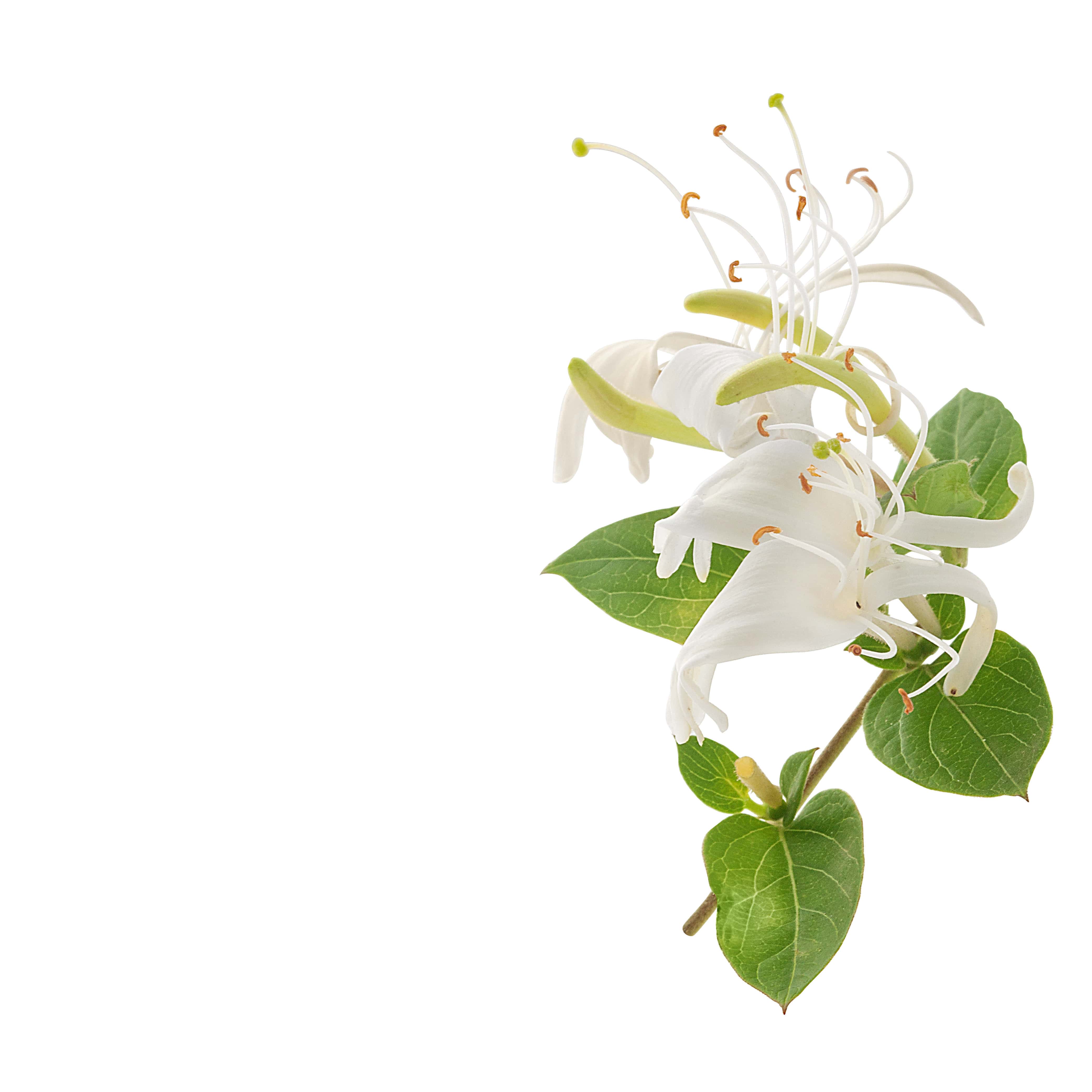 Honeysuckle Fragrance Oil for Cold Air Diffusers - 100% Pure Essential Oil for Aromatherapy, Home & Office Relaxation, Spa & Yoga Sessions