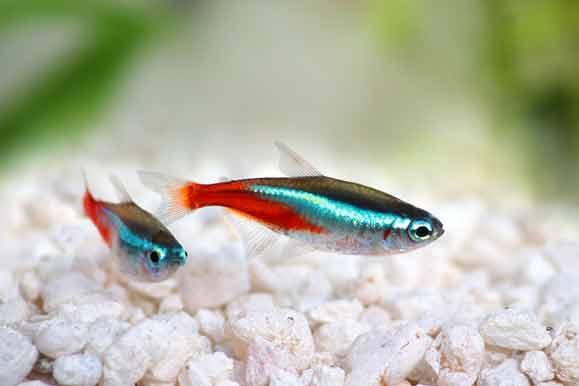 Neon Tetra Fish (Paracheirodon innesi) - Vibrant Aquarium Fish for Freshwater Tanks | Perfect for Community Aquariums & Home Decor