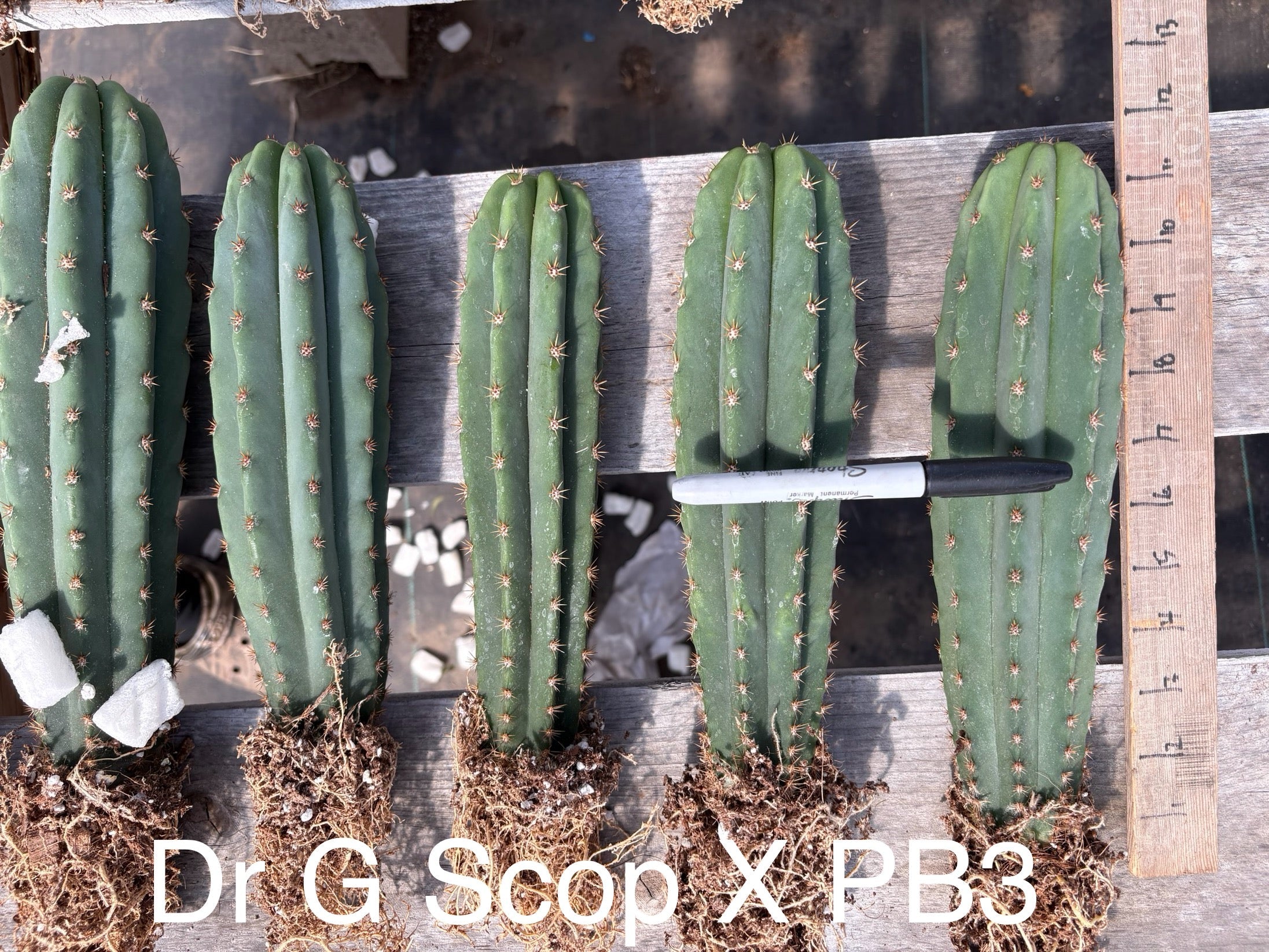 Affordable Trichocereus Hybrid Cactus Plants - Bare Root Specimens for Desert Landscaping & Home Decor | EC185