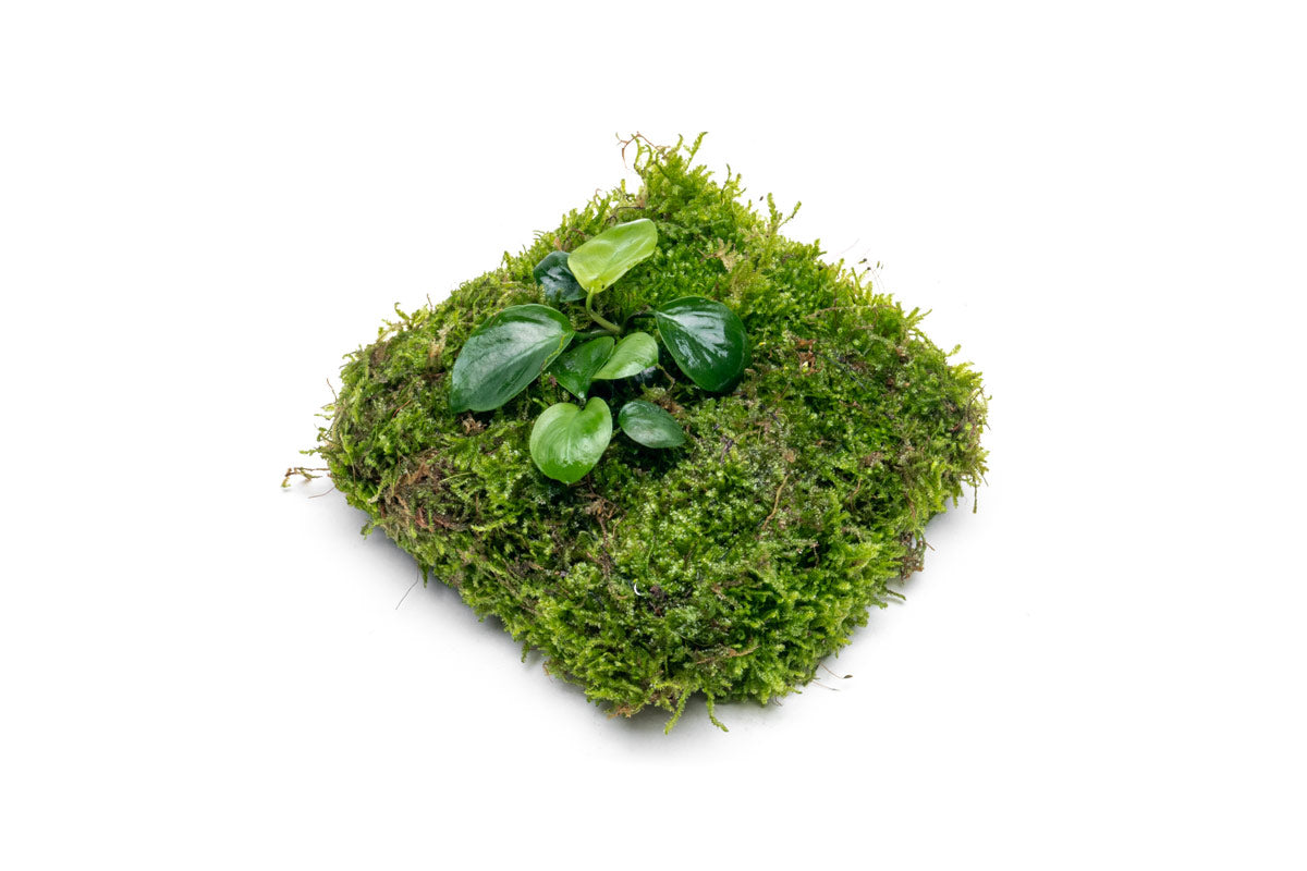 Foresta Mat with Anubias Nana & Christmas Moss - Live Aquarium Plants for Fish Tank Decoration | Perfect for Aquascaping, Shrimp Tanks & Natural Aquatic Environments