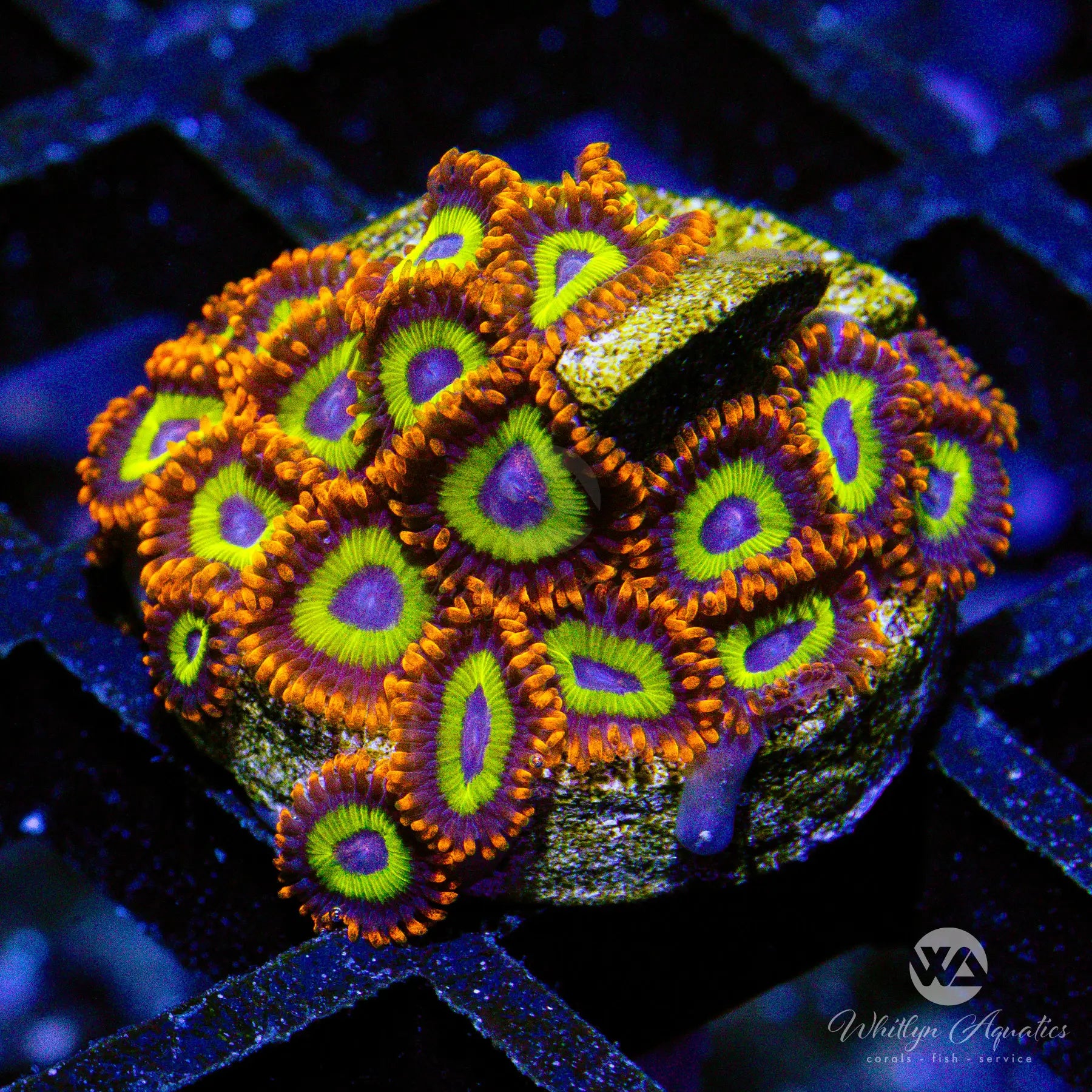 C38 WYSIWYG Fruit Loops Zoanthid Coral - Vibrant Saltwater Reef Aquarium Coral for Marine Tank Decoration