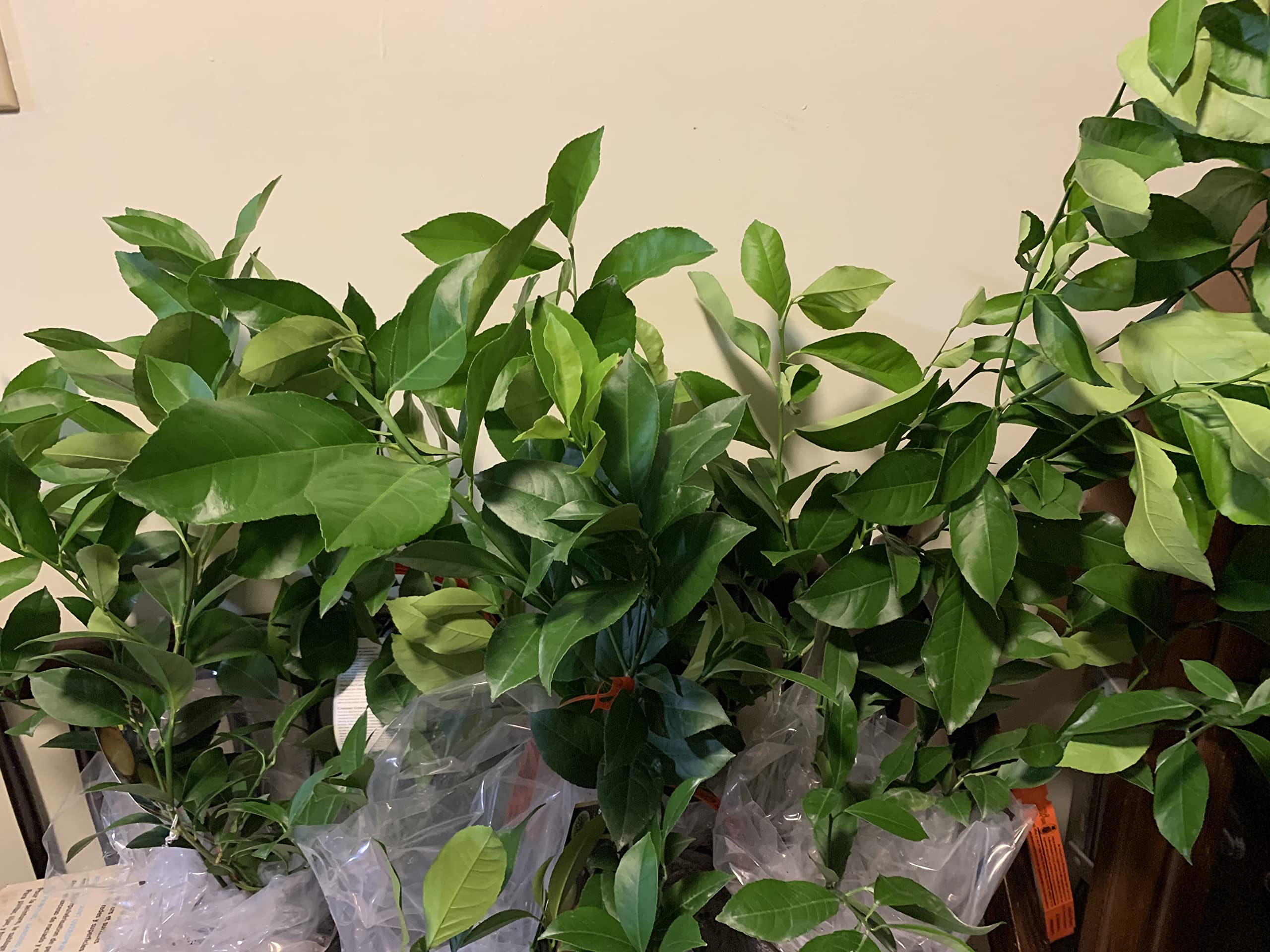 2-3 Foot Meyer Lemon Tree in 3.5 Gallon Grower's Pot - Dwarf Fruit Tree for Home Garden, Patio & Indoor Decor - Fresh Citrus for Cooking, Cocktails & Gifts