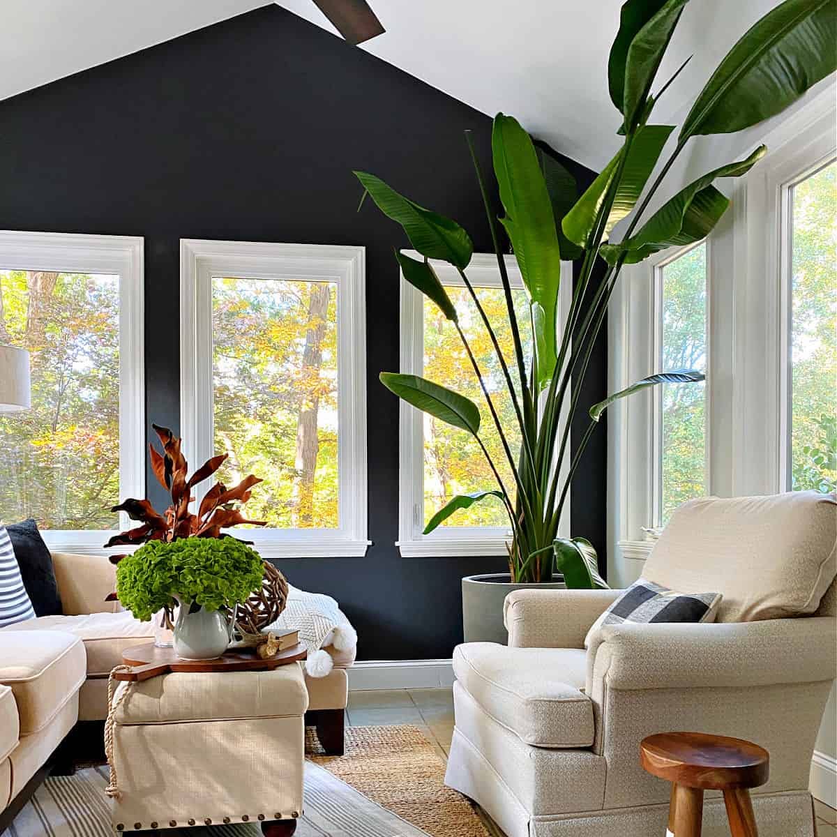 White Bird of Paradise Live Plants (Strelitzia Nicolai) - 30 Pack Tropical Rare Foliage Specimen for Indoor/Outdoor Decor, Office & Garden Landscaping