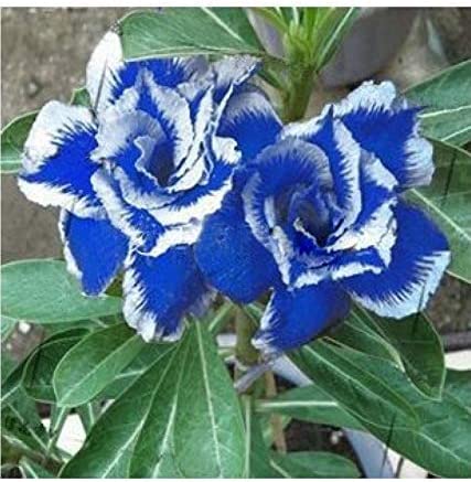 2 Pack Blue White Desert Rose Adenium Obesum Flower Seeds - Rare Exotic Succulent for Home Garden, Bonsai & Landscaping