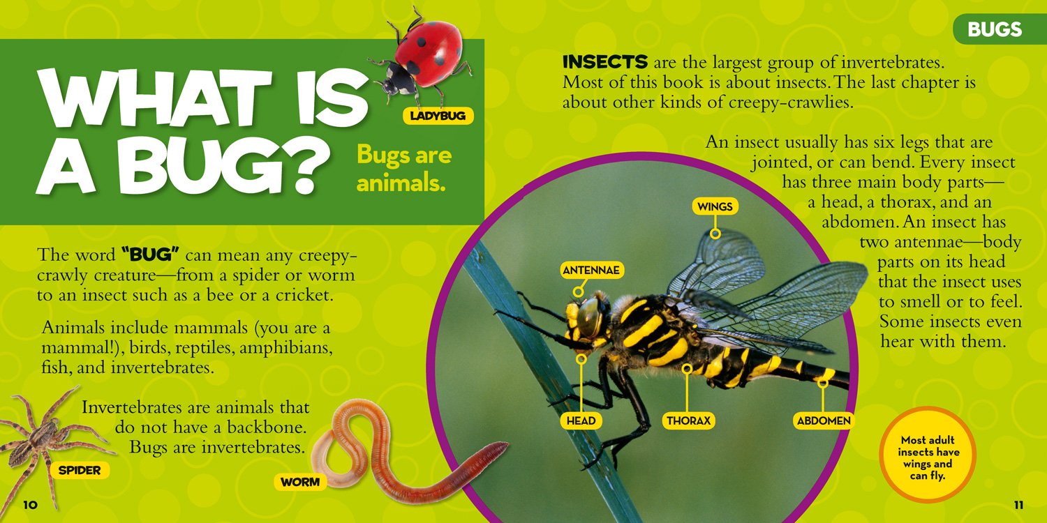 National Geographic Little Kids First Big Book of Bugs - Educational Insect Book for Children Ages 4-8 | Fun Learning About Butterflies, Bees & More | Perfect for Homeschooling & Classroom Science Activities