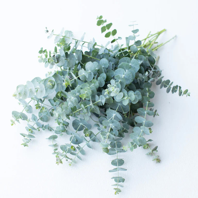 Premium Eucalyptus Leaves for Aromatherapy, Relaxation & Home Decor – Fresh & Fragrant for Diffusers, Showers & Spa Use