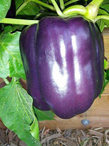 Organic Non-GMO Purple Heirloom Sweet Bell Pepper Seeds - Perfect for Home Gardening, Vegetable Patches & Sustainable Farming