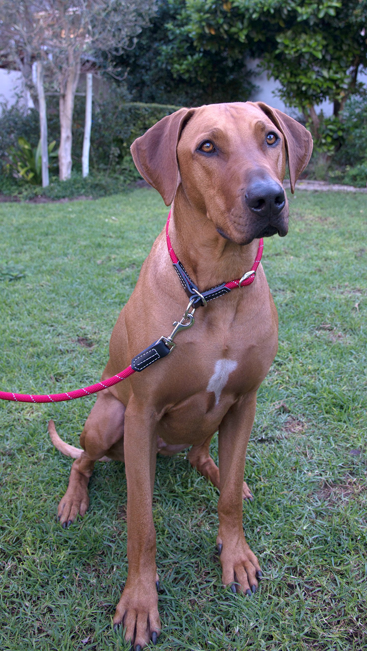 Reflective Rope Dog Leash for Large Dogs - 5/8 Inch Wide, 6 Feet Long, Durable & Safe - Perfect for Night Walks, Jogging, and Outdoor Adventures (Red)