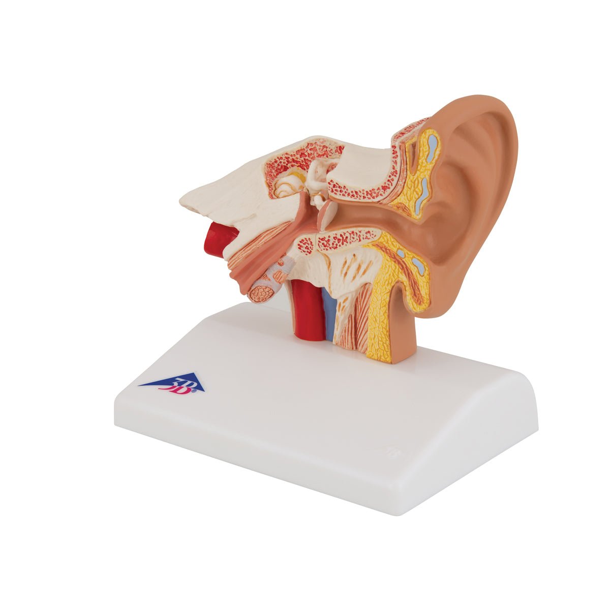 1.5x Life Size Human Ear Anatomy Model - Detailed Desktop Display for Medical Students & Science Education | Perfect for Classrooms, Labs & Study