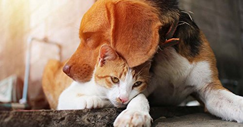 Premium Cat Skin & Itch Relief Treats for Allergies - 150 Soft Chews (2 Bottles) - Soothes Itching & Skin Irritation for Cats & Dogs - Perfect for Seasonal Allergies & Sensitive Skin Care
