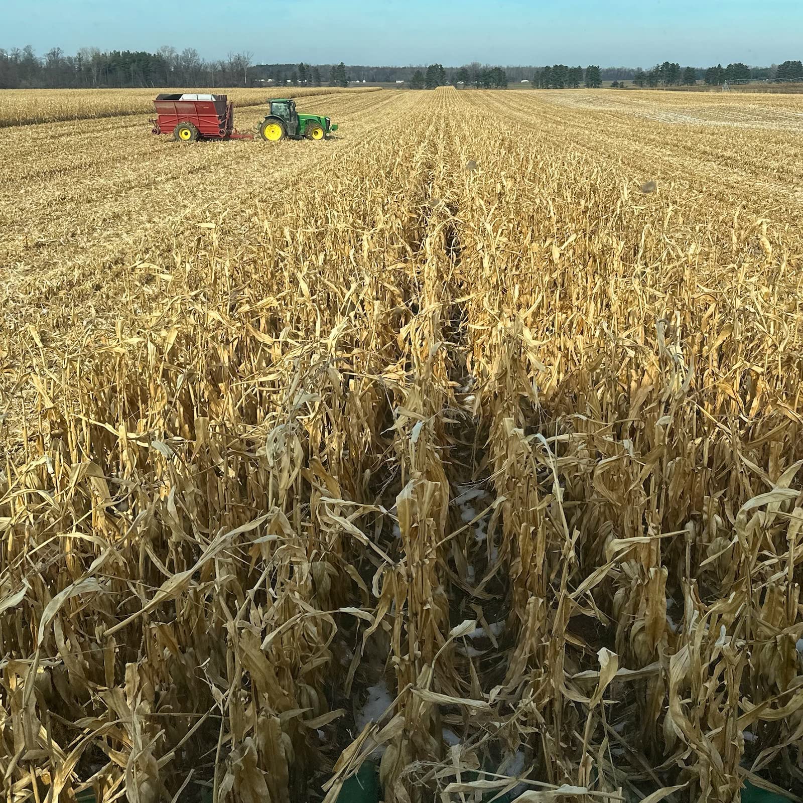 Organic Yellow Corn - USDA Certified, Non-GMO, Vegan - Farmer Direct from Michigan - 50 lb Bulk Bag - Perfect for Cornmeal, Tortillas & Healthy Recipes - Findlay's Organics
