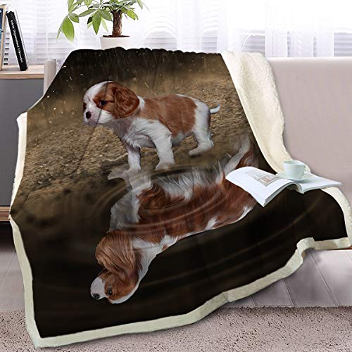 King Charles Dog