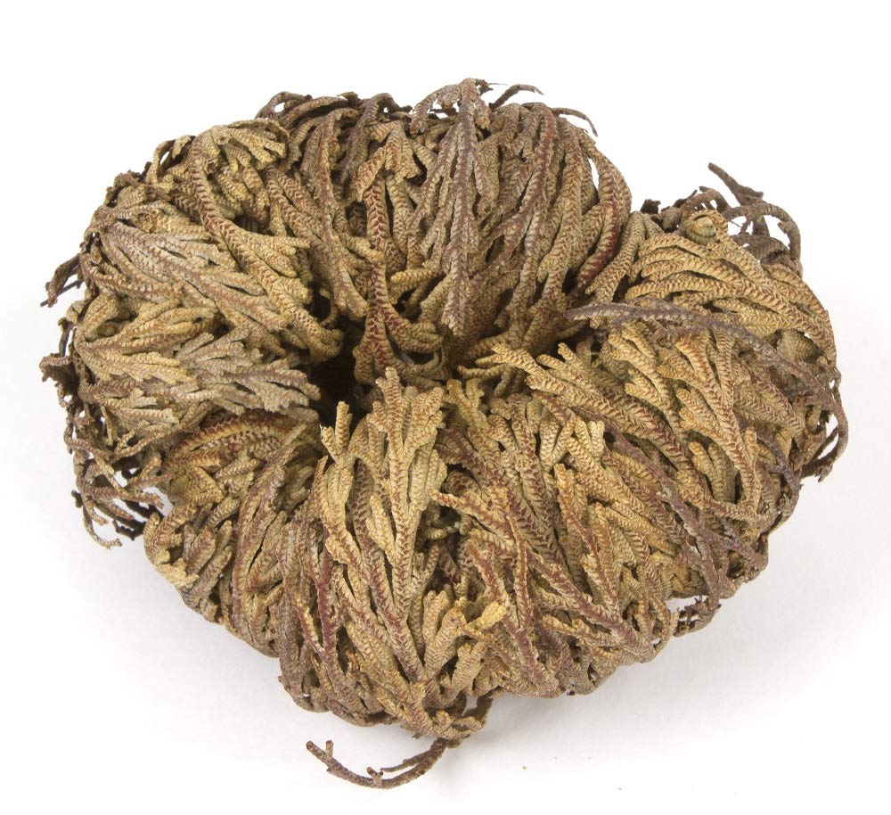 Rose of Jericho Resurrection Plant (2 Pack) - Incense Garden Dried Flowers for Home Decor, Spiritual Rituals & Aromatherapy | Perfect for Meditation, Gift Giving & Natural Air Freshener