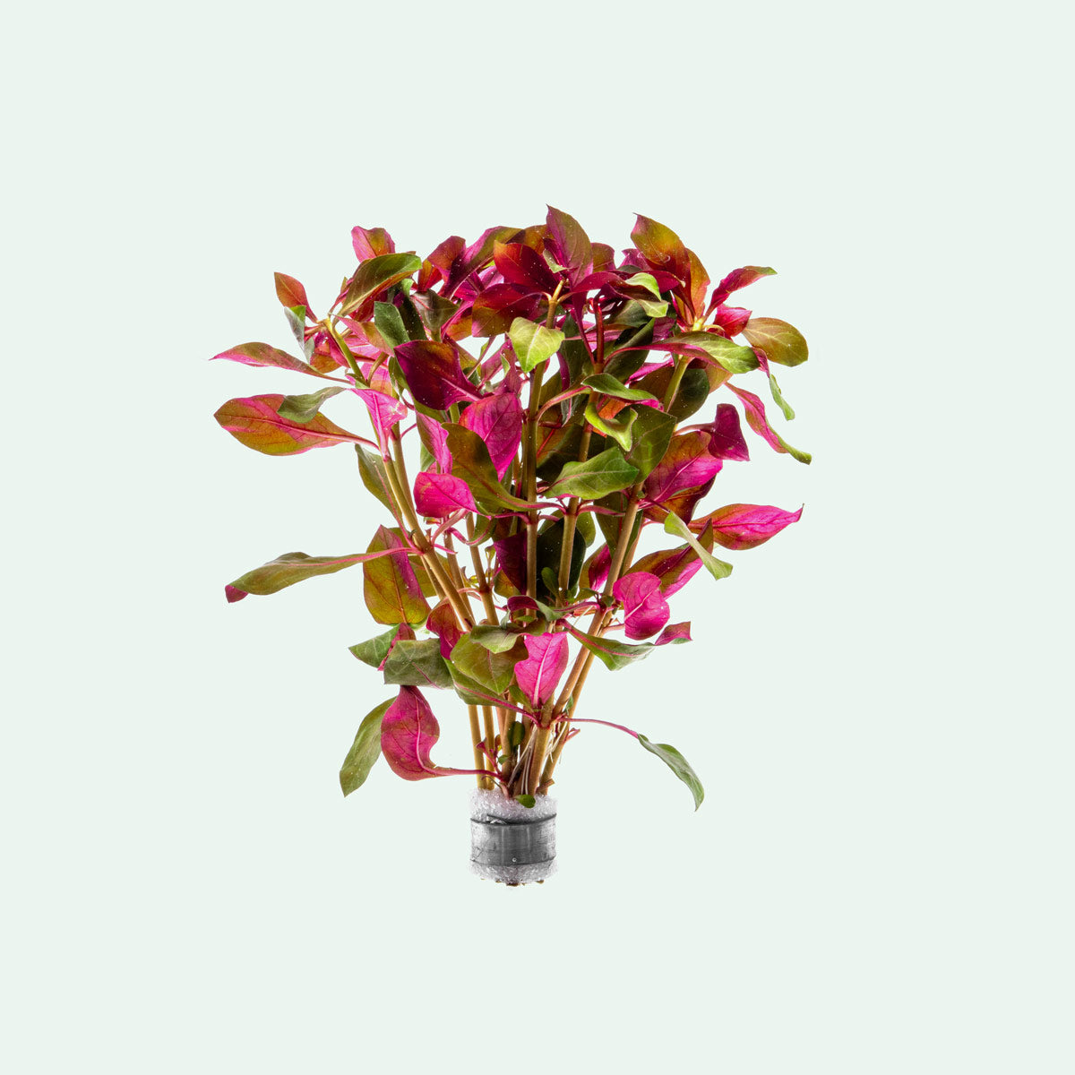 Ludwigia Glandulosa Perennis - Vibrant Red Aquatic Stem Plant for Freshwater Aquariums | Perfect for Aquascaping, Fish Tanks & Planted Aquariums