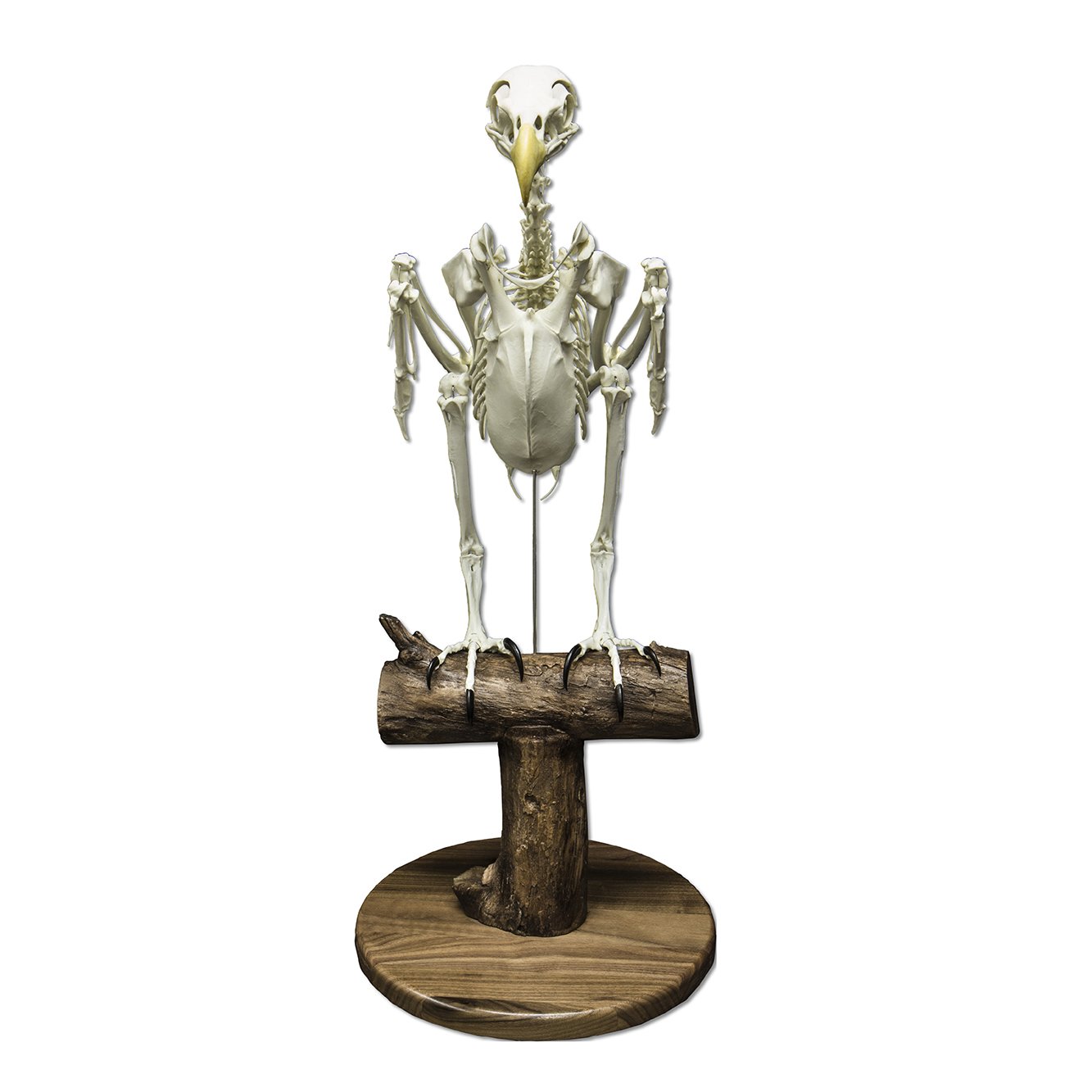 Authentic Replica Bald Eagle Skeleton Model - Lifelike Taxidermy Display for Educational, Home Decor & Halloween Props