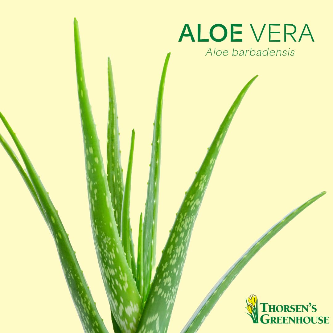 Thorsen's Live Aloe Vera Plant (Aloe barbadensis) - 4