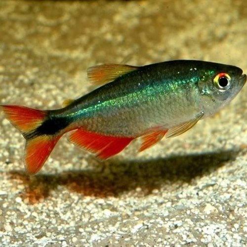 Buenos Aires Tetra Fish - Live Tropical Aquarium Fish for Freshwater Tanks | Perfect for Community Aquariums & Home Fish Tanks