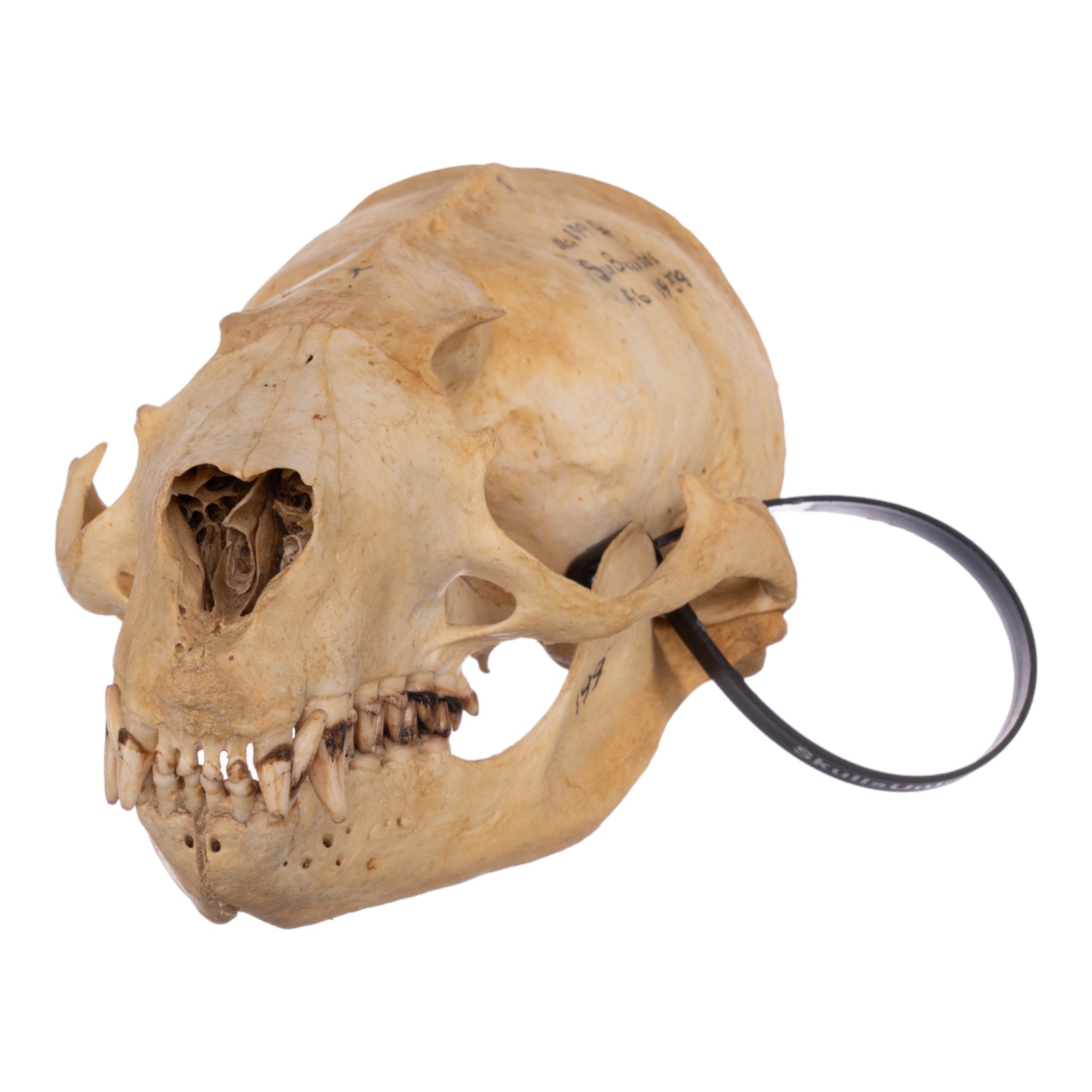 Authentic Female Sea Lion Skull - Real Animal Skull Specimen for Science Study, Taxidermy & Oddity Collections - Perfect for Educational Displays, Gothic Decor & Unique Gifts