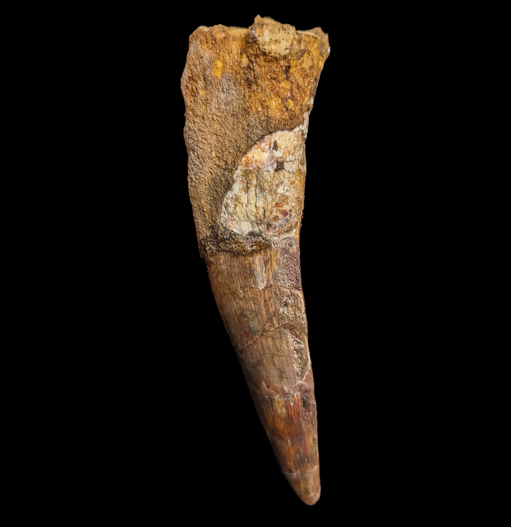 Authentic Spinosaurus Dinosaur Tooth Fossil Specimen - Genuine Cretaceous Period Dinosaur Tooth for Collectors, Paleontology Enthusiasts & Home Decor - Perfect for Science Display, Educational Gifts & Dinosaur Theme Decorations