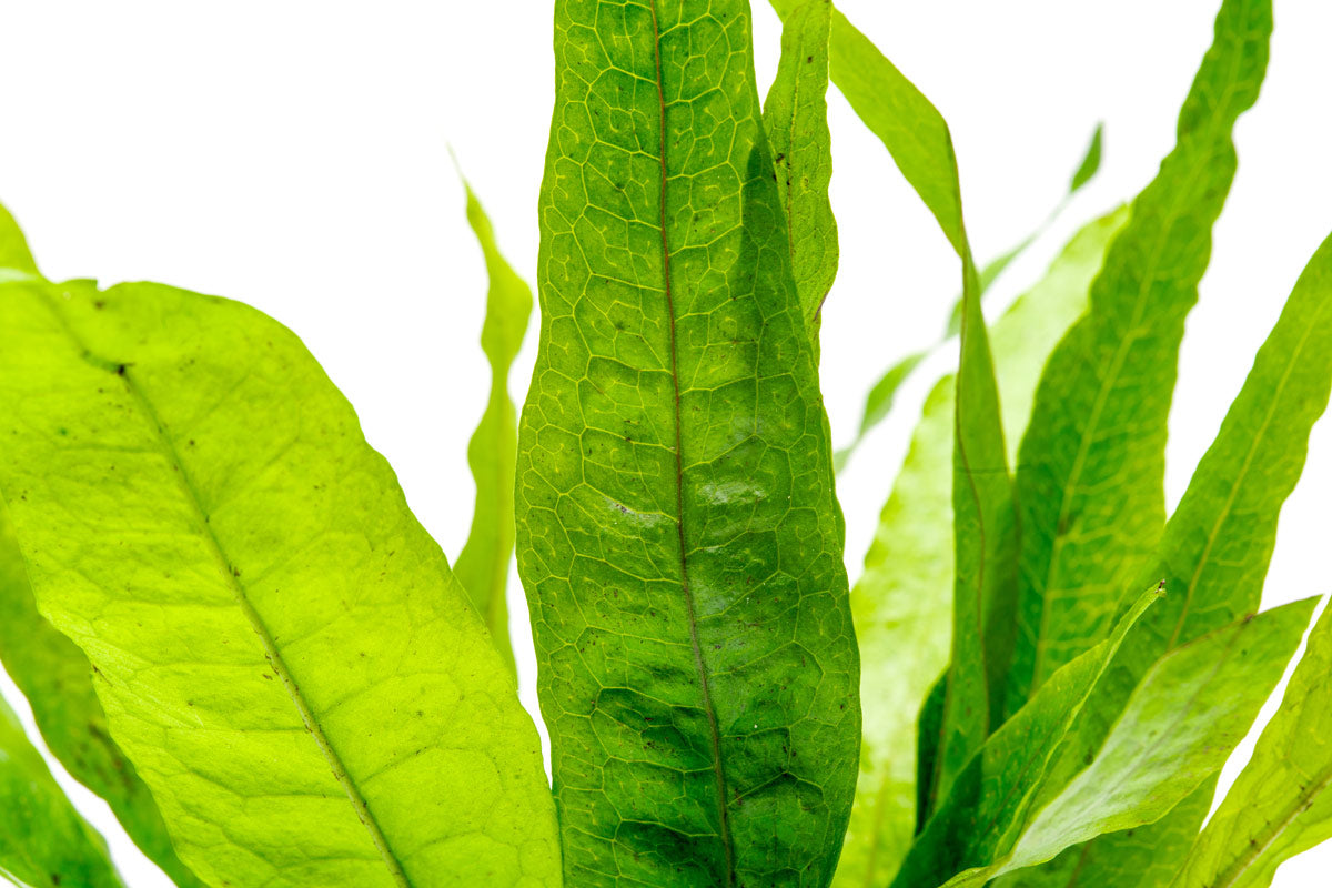 Microsorum Pteropus (Java Fern) - Live Aquatic Plant for Freshwater Aquariums, Fish Tanks & Terrariums - Easy Low Light Aquarium Plants for Beginners