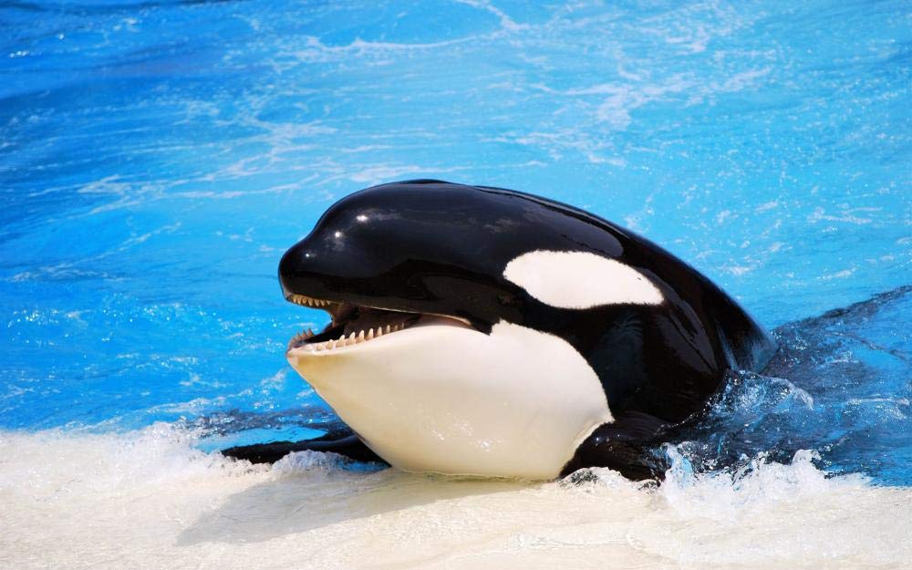 1500 Piece Wooden Jigsaw Puzzle for Adults - Killer Whale Challenging DIY Puzzle Game, Large Difficult Puzzle for Family Game Night & Stress Relief Gifts