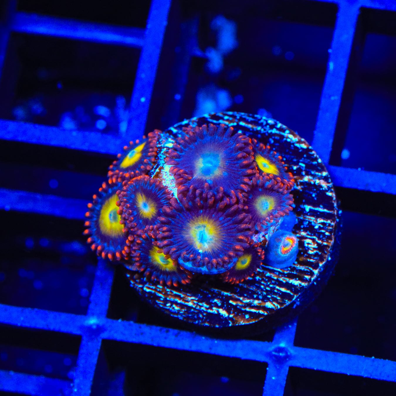 Vibrant Circus Freak Zoanthids Coral for Saltwater Aquariums – Perfect for Reef Tanks & Marine Displays