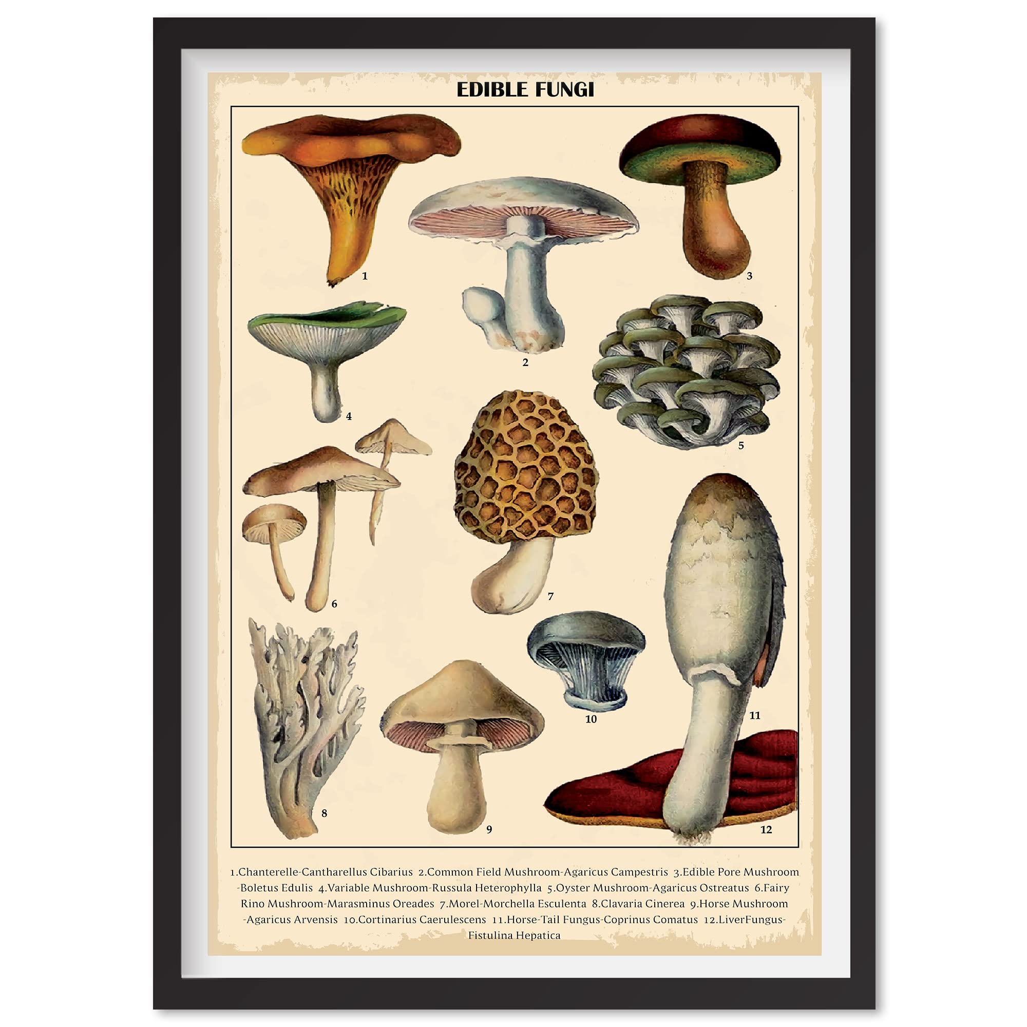 Vintage Mushroom Wall Art Poster - Botanical Fungi Decor for Kitchen, Living Room, Bedroom - Perfect for Boho Aesthetic, Farmhouse & Cottagecore Home Decor
