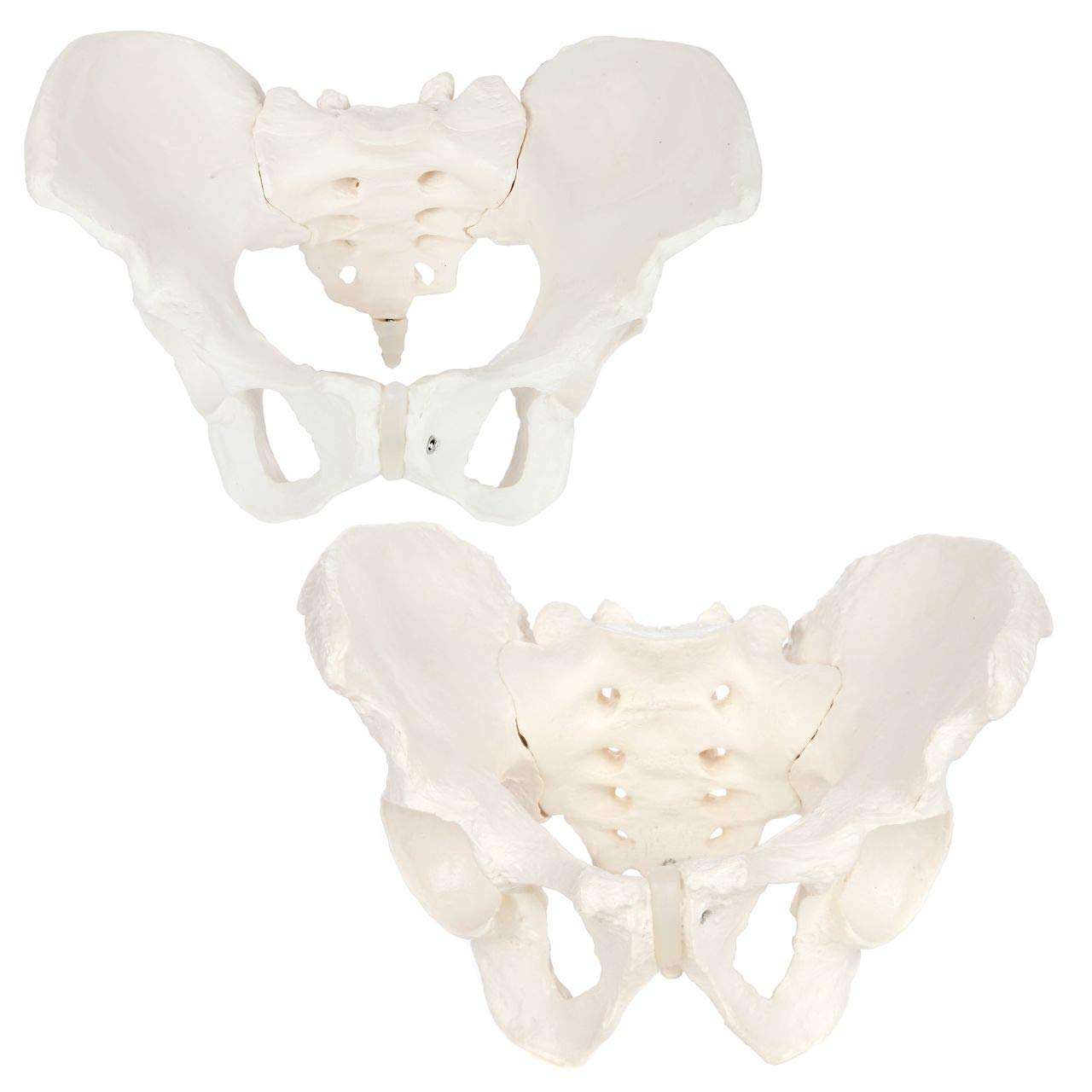 Axis Scientific Human Skeletal Pelvis Anatomy Model Set - 2 Piece Male & Female Pelvic Bones for Medical Education, Physical Therapy Training, and Anatomy Study | Perfect for Classrooms, Labs, and Healthcare Professionals