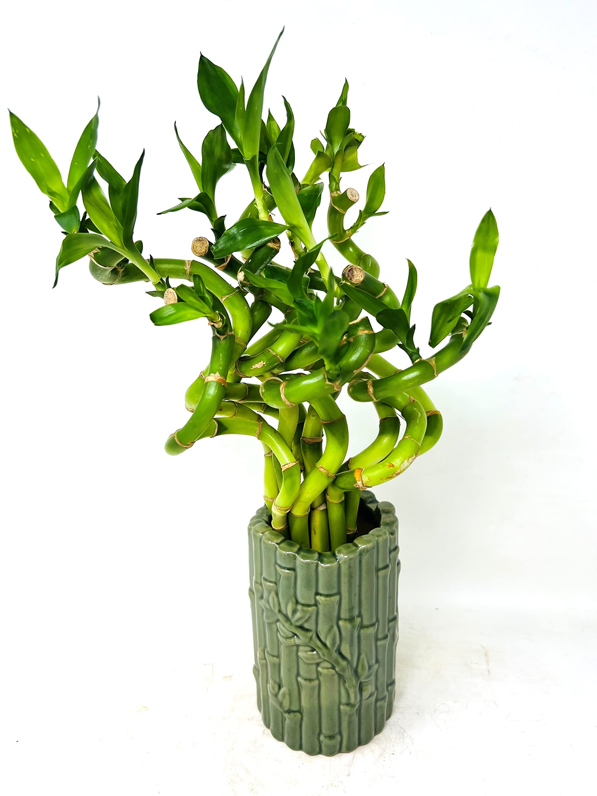 Lucky Bamboo Live Spiral Plant in Ceramic Vase - Feng Shui Home Decor for Office Desk, Living Room & Bedroom - Natural Air Purifier Houseplant for Good Fortune