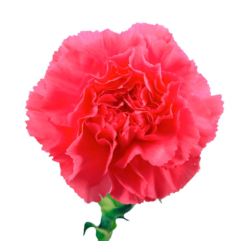 400 Fresh Hot Pink Carnations - Anniversary, Birthday, Bridal Shower & Women's Day Flowers | Premium Cut Stems for Bouquets, Centerpieces & Floral Arrangements | GlobalRose Fresh Flowers