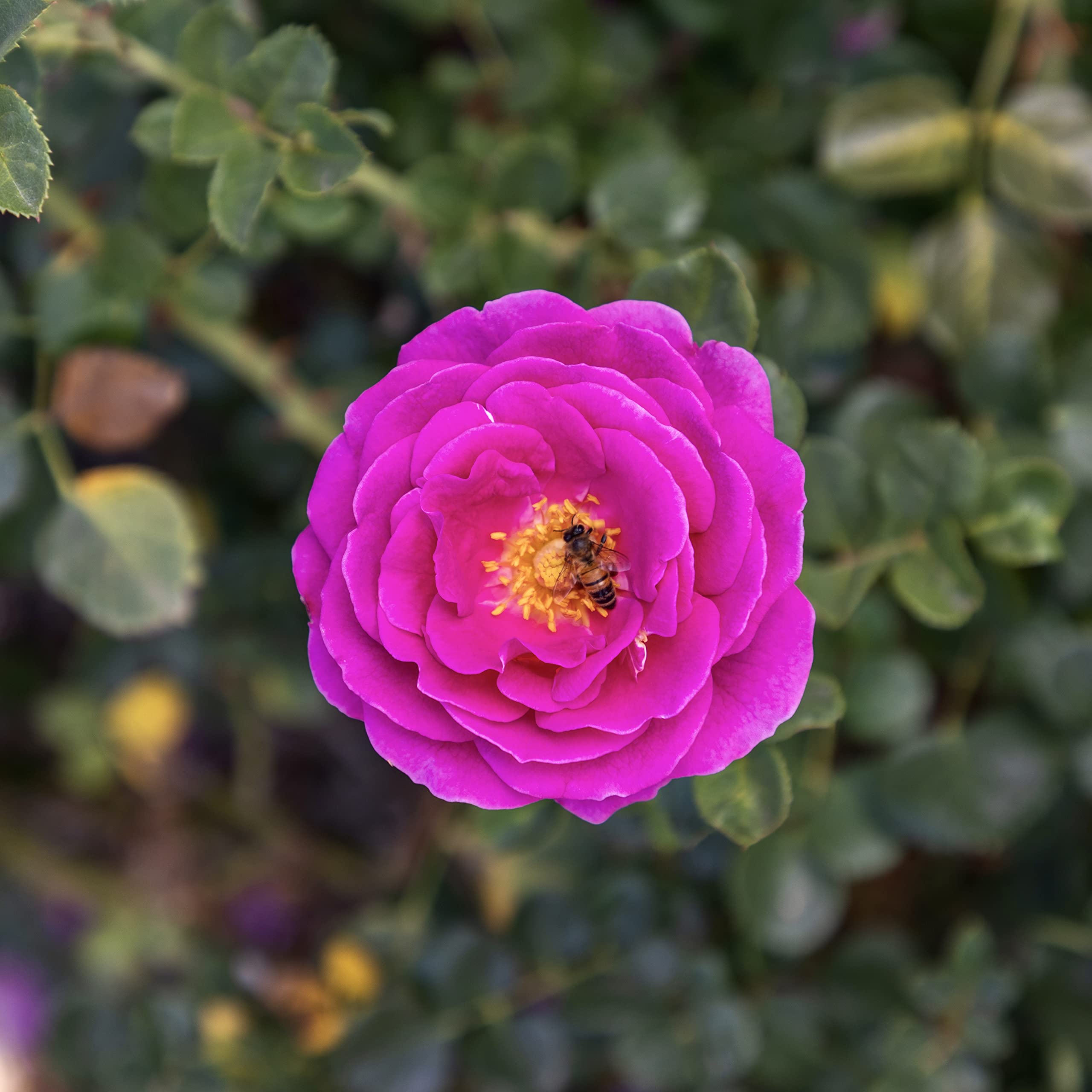 Fresh Pink Rose Bush Plants for Delivery - Live Indoor & Outdoor Potted Roses, Perfect Plant Lover Gifts & Home Decor | Ideal for Valentine's Day, Weddings, Anniversaries & Housewarming