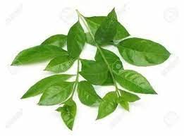 RRK Natural Semi-Dry Henna Mehandi Leaves for Hair Coloring & Hand Tattoos - 100g + 25g Free Bonus | Organic Herbal Hair Dye & Body Art | Perfect for DIY Hair Treatment, Bridal Mehndi, and Home Gardening