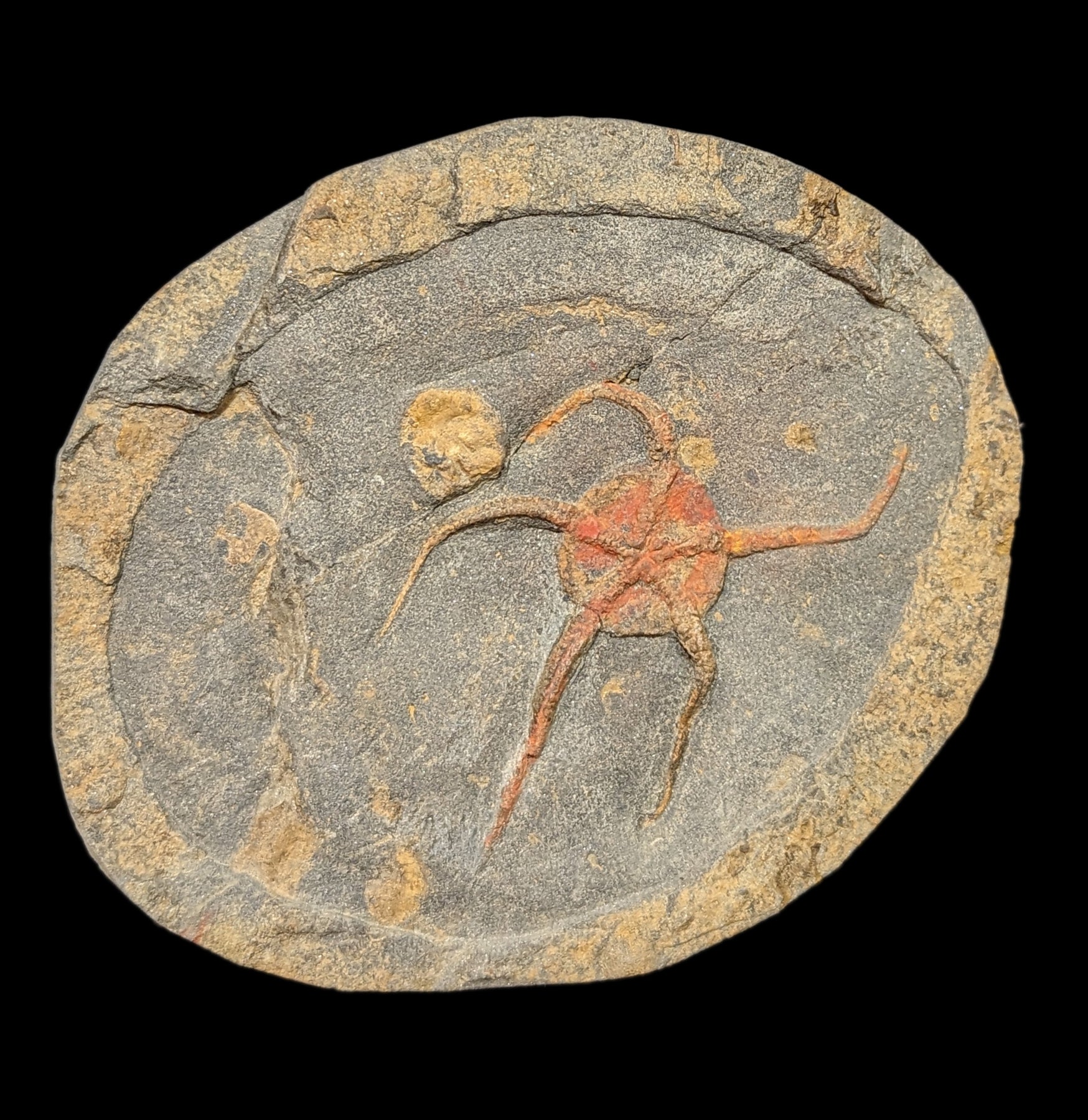 Authentic Brittle Star Fossil Plate - Premium Natural Marine Fossil Specimen for Collectors & Decor | Perfect for Home Display, Science Education & Gifts