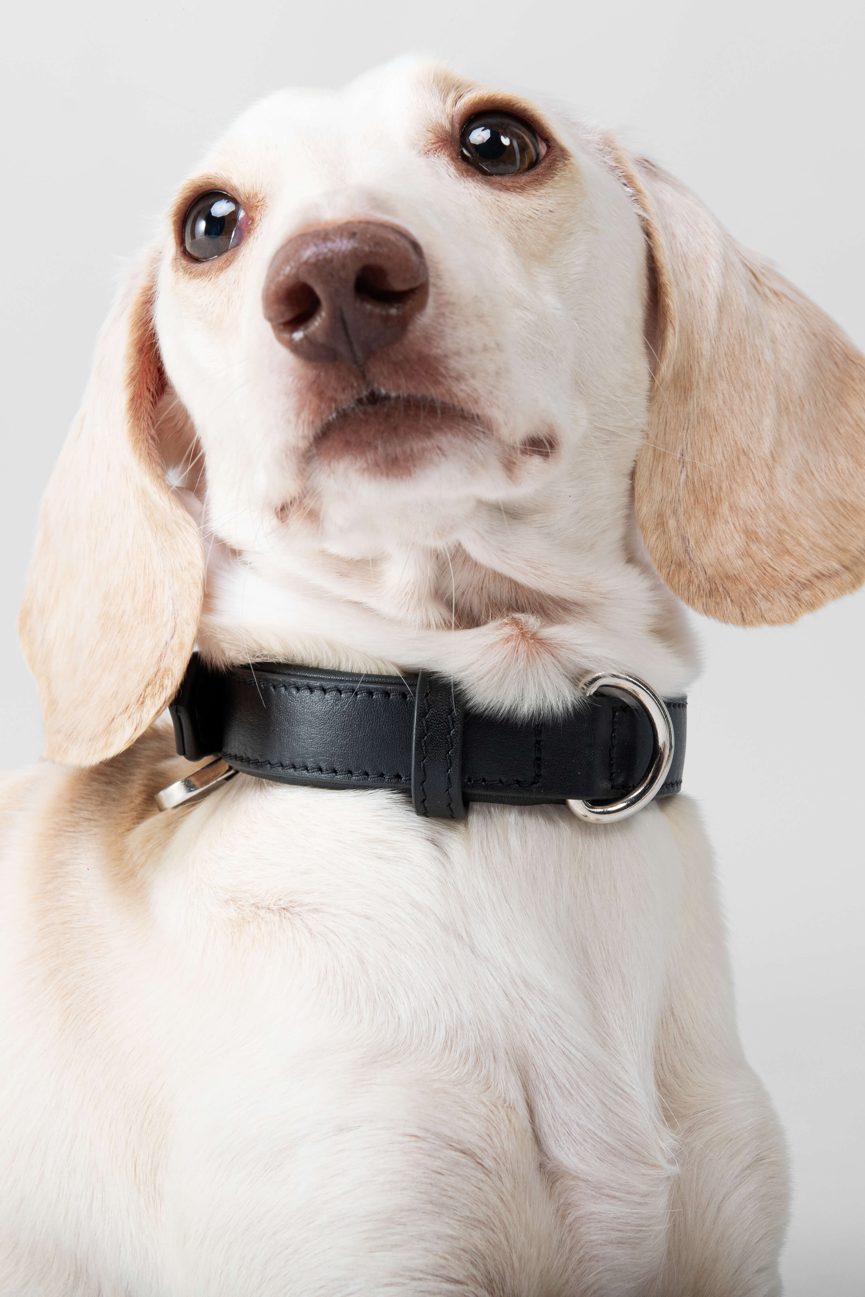 3 in 1 Dog Lead and Collar - Adjustable Nylon Leash with Comfortable Padded Handle for Small Medium Large Dogs - Perfect for Walking, Training, and Outdoor Adventures