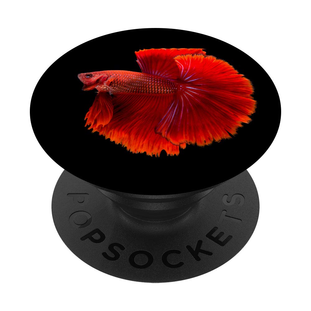 Vibrant Red Betta Siamese Fighter Fish - Live Tropical Aquarium Fish for Home & Office Decor | Perfect for Fish Tanks, Bowls & Aquatic Displays